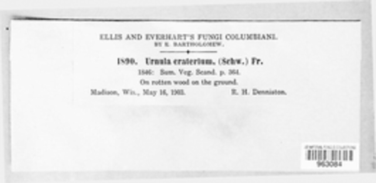 Urnula craterium image